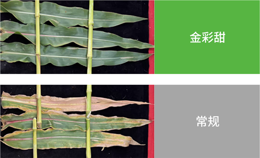 【官微SGC】春耕新品终稿1146 bevictor伟德官网-韦德官方网站