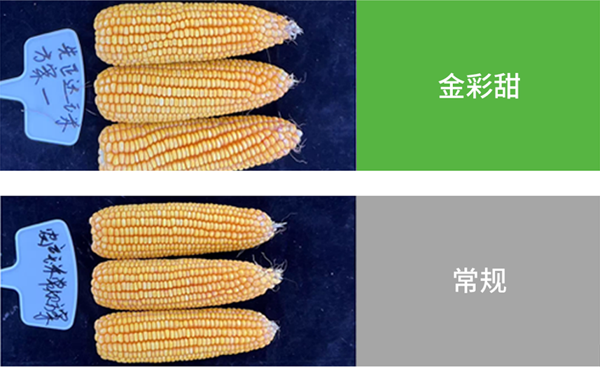 【官微SGC】春耕新品终稿1150 bevictor伟德官网-韦德官方网站
