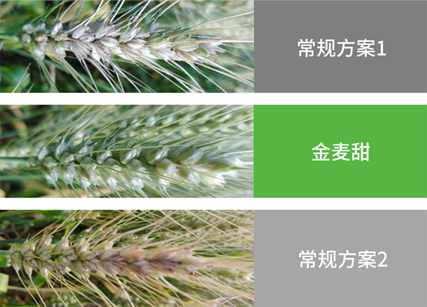 【官微SGC】春耕新品终稿1384 bevictor伟德官网-韦德官方网站