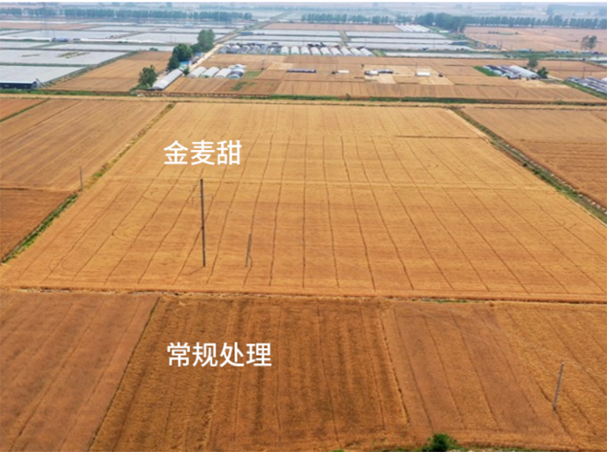 【官微SGC】春耕新品终稿1387 bevictor伟德官网-韦德官方网站