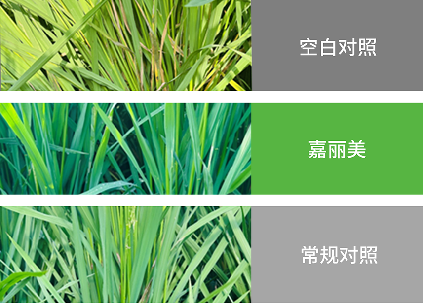 【官微SGC】春耕新品终稿2337 bevictor伟德官网-韦德官方网站