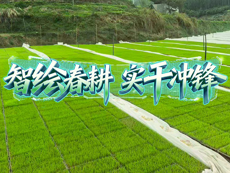 媒体聚焦 | 春耕一线探新景，育秧育种新升级